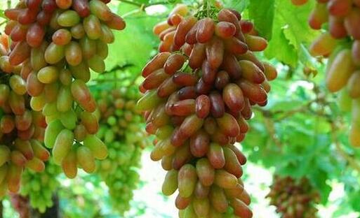 马奶葡萄的由来，马奶葡萄为什么叫马奶（马奶葡萄是提子吗）