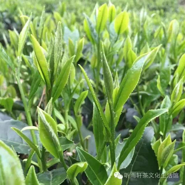 四季春茶属于什么茶，四季春茶属于什么茶系（春茶和秋茶的区别在哪里）