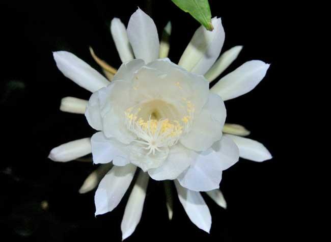 昙花什么时候开花，昙花一般什么时候开花（为什么只在晚上开花）