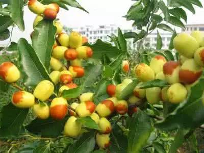 衡阳特产有哪些土特产，衡阳四大特产（衡阳有4个特产被列入国家保护）