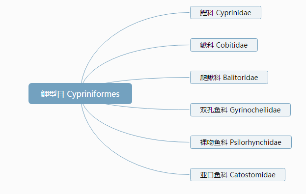 大海鲢可以长多大,大海鲢和翘嘴的区别(准确掌握鱼种分类—思维导图)