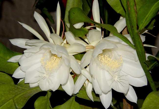 昙花什么时候开花，昙花一般什么时候开花（为什么只在晚上开花）