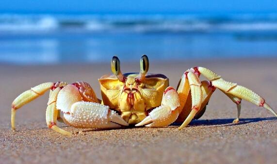 如何保存海蟹_怎样保存海蟹，活海蟹怎样保存（海螃蟹能冷冻保存吗）