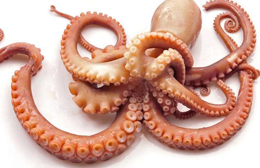 章鱼的血液是什么颜色，章鱼的血液是什么颜色的（章鱼的血液是什么颜色的）