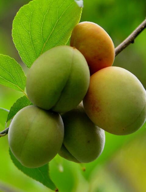 梅子什么季节成熟，梅子什么季节成熟图片（什么季节可以吃青梅）