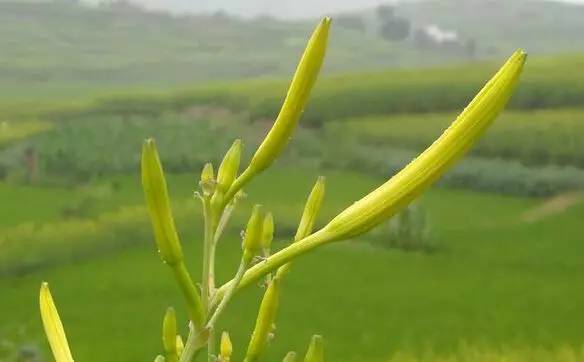 衡阳特产有哪些土特产，衡阳四大特产（衡阳有4个特产被列入国家保护）