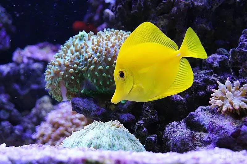 如何在水族箱裡飼養五爪貝,如何在水族箱裡飼養五爪貝魚(熱帶魚飼養