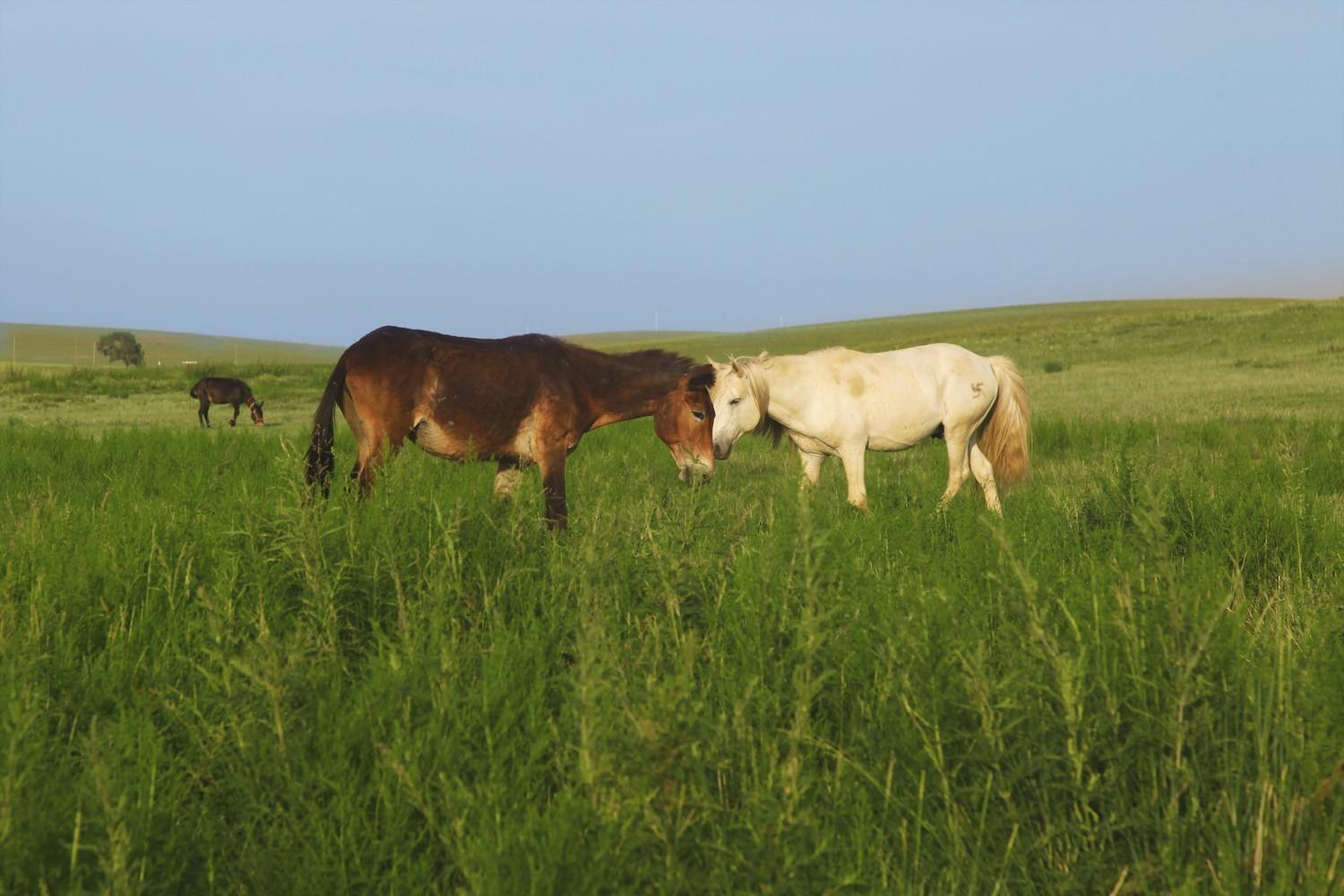 关于草原的资料，蒙古大草原（草原之夏——希拉穆仁草原）