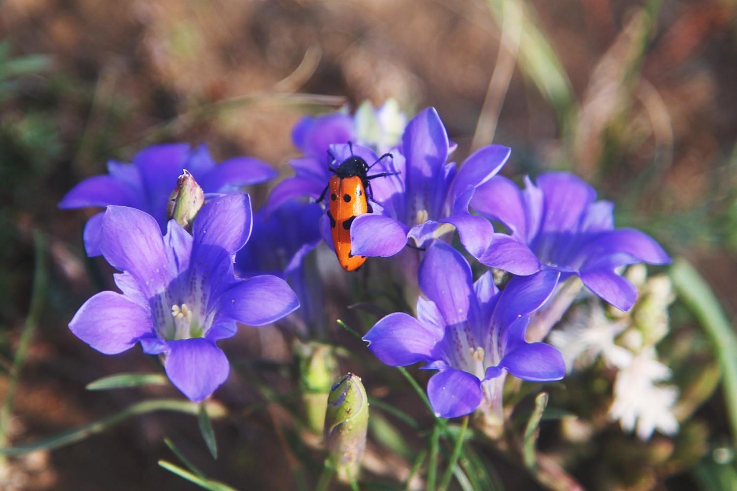 关于草原的资料，蒙古大草原（草原之夏——希拉穆仁草原）