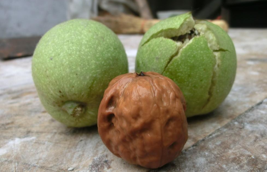 青核桃皮有什么作用与功效，青核桃皮的功效与作用