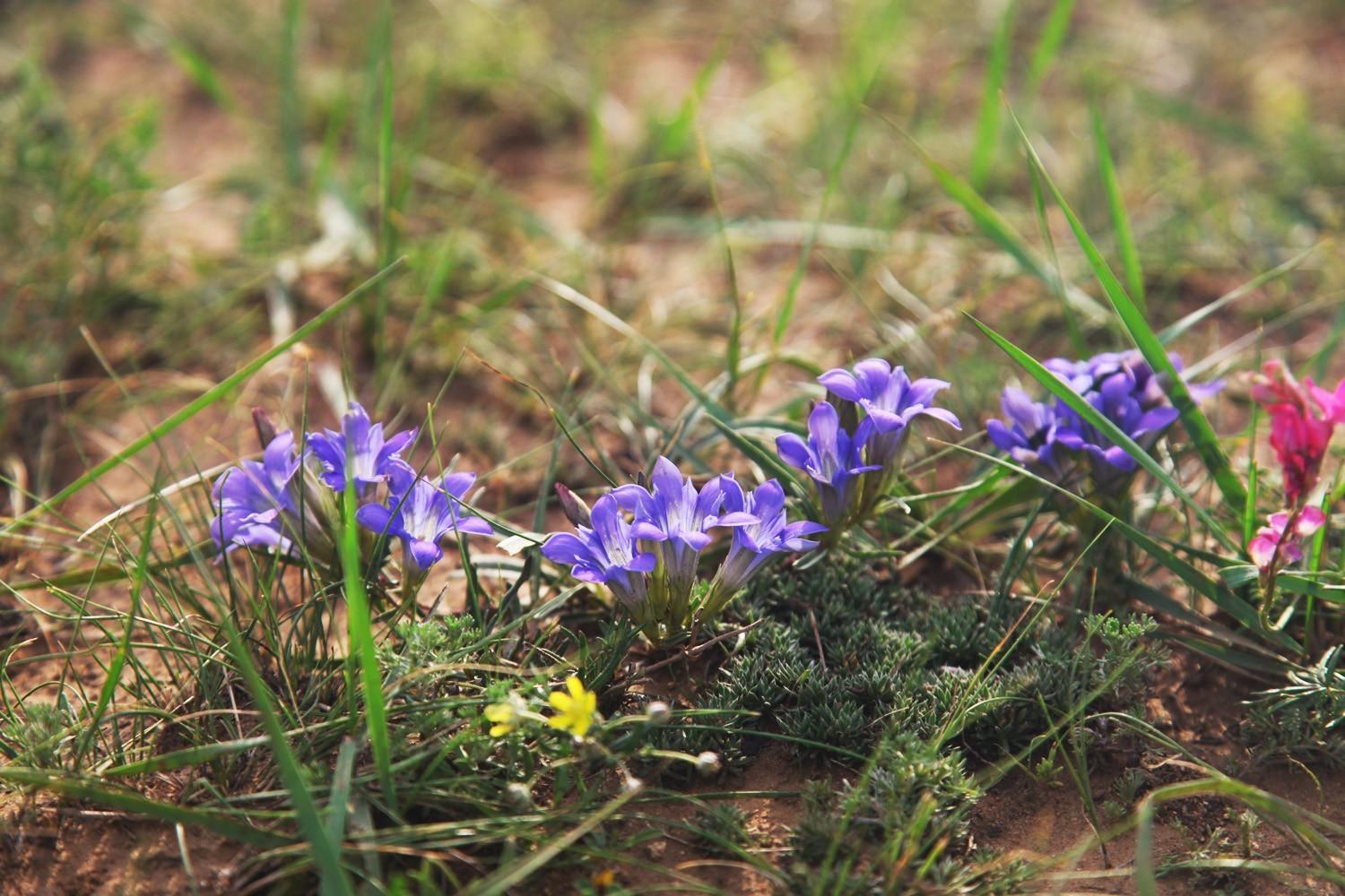 关于草原的资料，蒙古大草原（草原之夏——希拉穆仁草原）