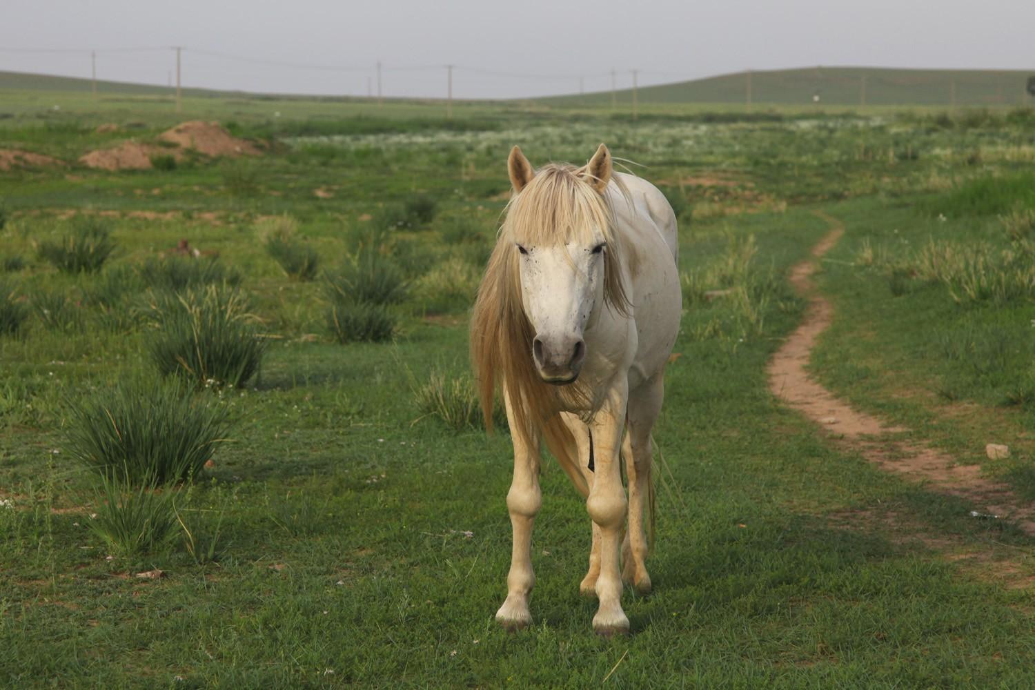 关于草原的资料，蒙古大草原（草原之夏——希拉穆仁草原）