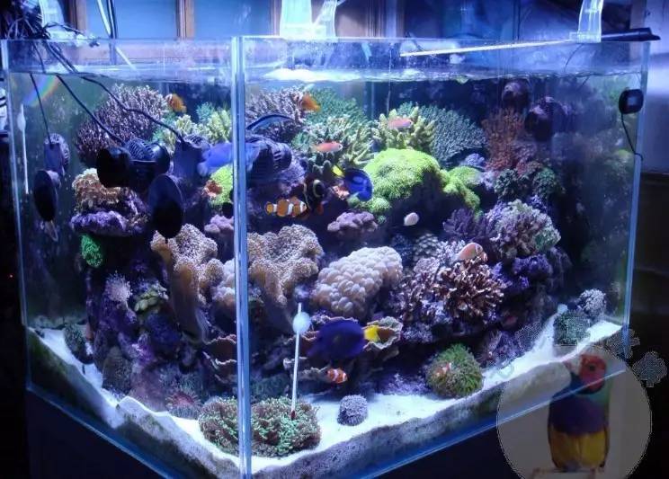 如何在水族箱里饲养五爪贝鱼(热带鱼饲养:海水鱼缸怎么清洁)