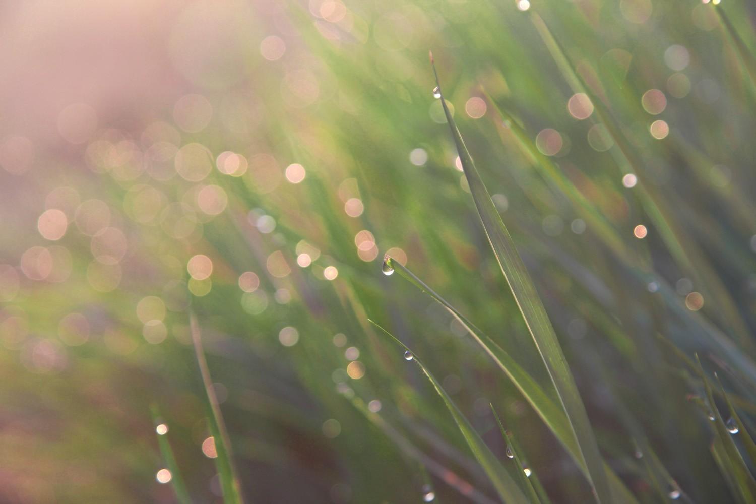 关于草原的资料，蒙古大草原（草原之夏——希拉穆仁草原）