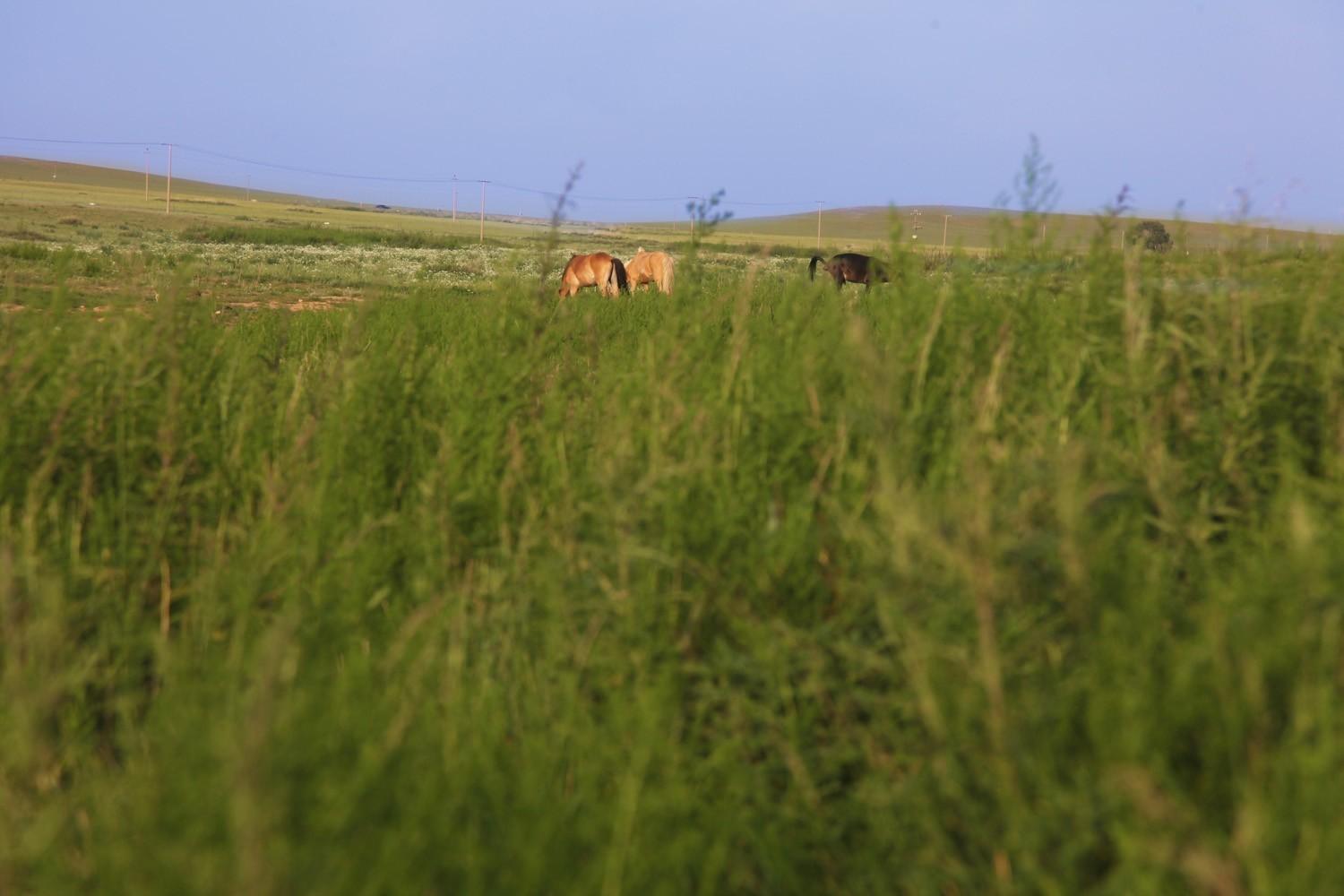 关于草原的资料，蒙古大草原（草原之夏——希拉穆仁草原）
