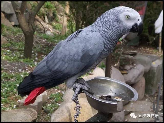 黄桃鹦鹉会说话吗，黄桃鹦鹉会说话吗性格怎么样（对不起，你只有三种选择）