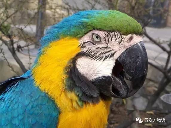 黄桃鹦鹉会说话吗，黄桃鹦鹉会说话吗性格怎么样（对不起，你只有三种选择）