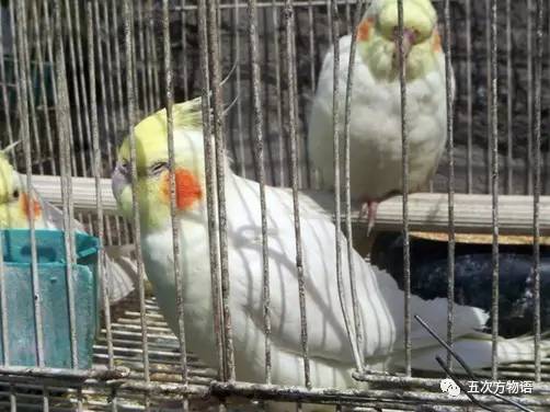 黄桃鹦鹉会说话吗，黄桃鹦鹉会说话吗性格怎么样（对不起，你只有三种选择）