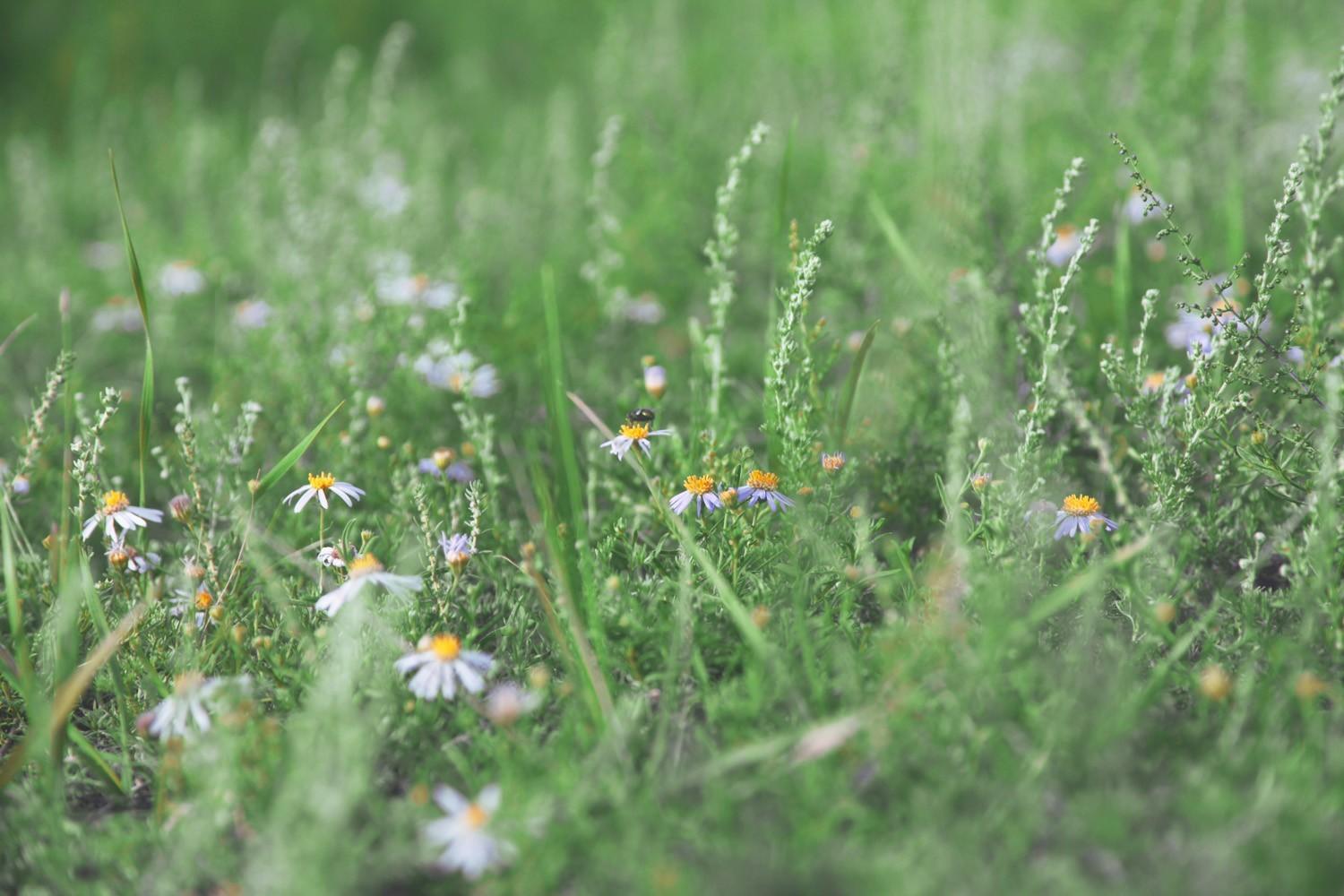 关于草原的资料，蒙古大草原（草原之夏——希拉穆仁草原）