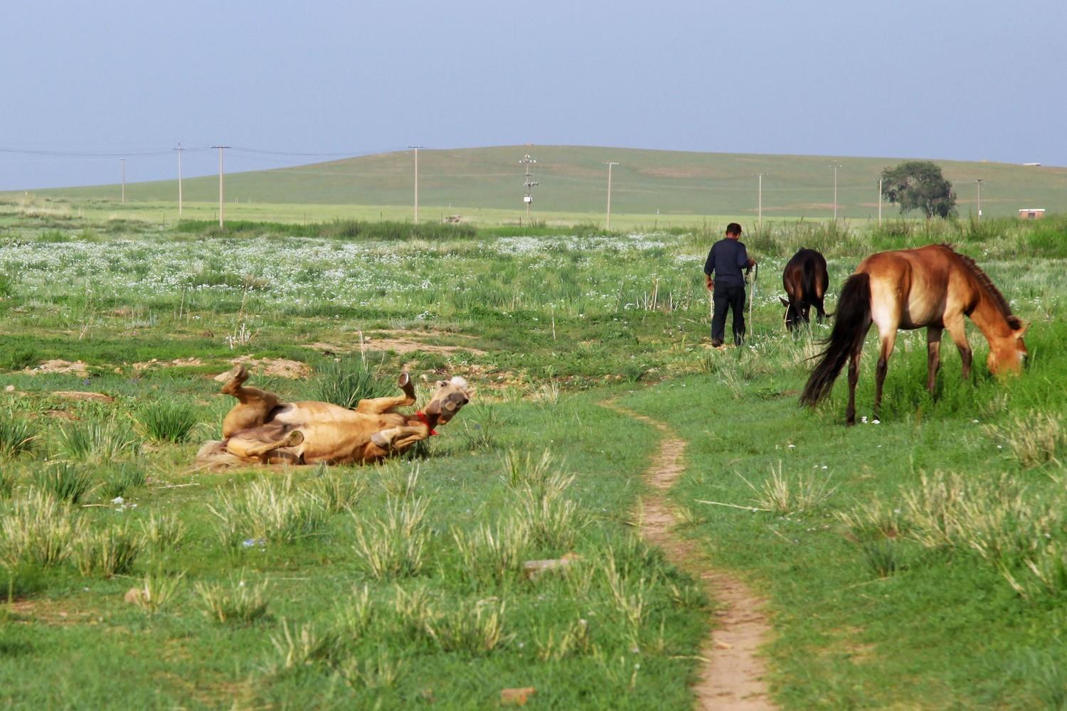 关于草原的资料，蒙古大草原（草原之夏——希拉穆仁草原）