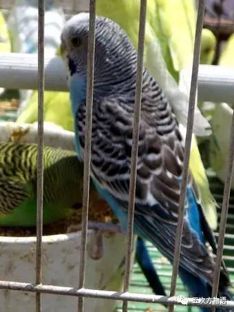 黄桃鹦鹉会说话吗，黄桃鹦鹉会说话吗性格怎么样（对不起，你只有三种选择）