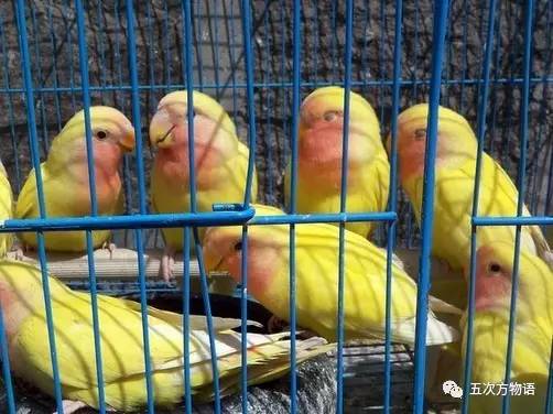 黄桃鹦鹉会说话吗，黄桃鹦鹉会说话吗性格怎么样（对不起，你只有三种选择）