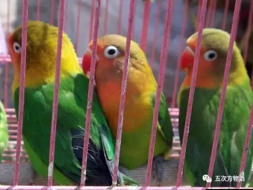 黄桃鹦鹉会说话吗，黄桃鹦鹉会说话吗性格怎么样（对不起，你只有三种选择）