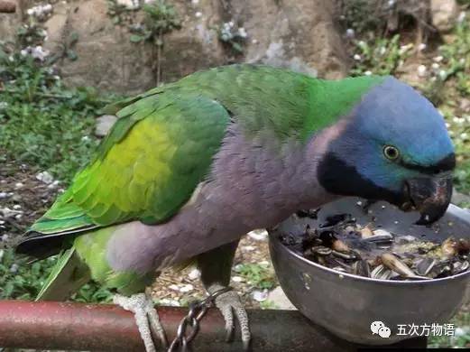 黄桃鹦鹉会说话吗，黄桃鹦鹉会说话吗性格怎么样（对不起，你只有三种选择）
