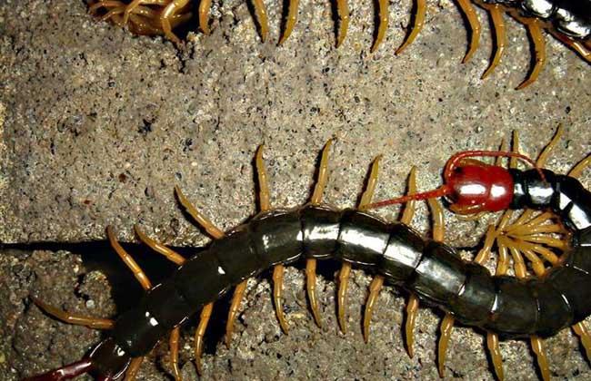 蜈蚣有毒吗被蜈蚣咬伤后应怎么处理被蜈蚣咬了怎么办有危险吗