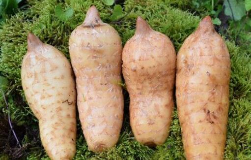 天麻的吃法与用量，天麻正确吃法和用量（天麻可以长期服用吗）