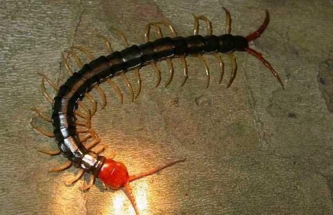 蜈蚣有毒吗，被蜈蚣咬伤后应怎么处理（被蜈蚣咬了怎么办,有危险吗）