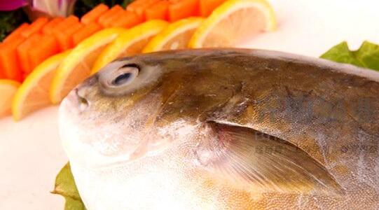什么是肉鲳鱼，鲳鱼和肉鲳区别（金鲳鱼是淡水鱼还是海鱼）