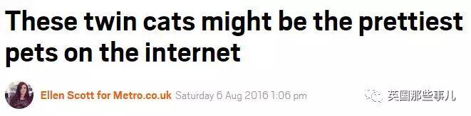 Addiction微信昵称（上瘾）网名，Addiction微信昵称（上瘾）微信昵称（一眼阳光一眼海洋……这对超美超仙的白猫双胞胎）