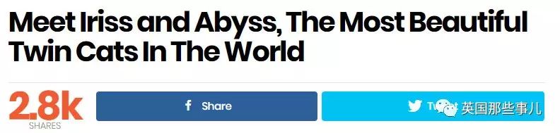 Addiction微信昵称（上瘾）网名，Addiction微信昵称（上瘾）微信昵称（一眼阳光一眼海洋……这对超美超仙的白猫双胞胎）