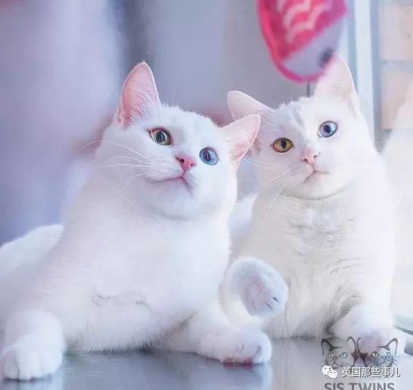 Addiction微信昵称（上瘾）网名，Addiction微信昵称（上瘾）微信昵称（一眼阳光一眼海洋……这对超美超仙的白猫双胞胎）