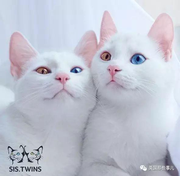 Addiction微信昵称（上瘾）网名，Addiction微信昵称（上瘾）微信昵称（一眼阳光一眼海洋……这对超美超仙的白猫双胞胎）