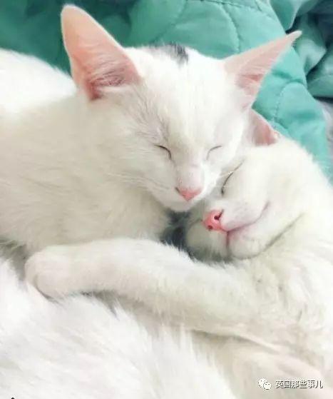 Addiction微信昵称（上瘾）网名，Addiction微信昵称（上瘾）微信昵称（一眼阳光一眼海洋……这对超美超仙的白猫双胞胎）