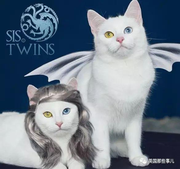 Addiction微信昵称（上瘾）网名，Addiction微信昵称（上瘾）微信昵称（一眼阳光一眼海洋……这对超美超仙的白猫双胞胎）