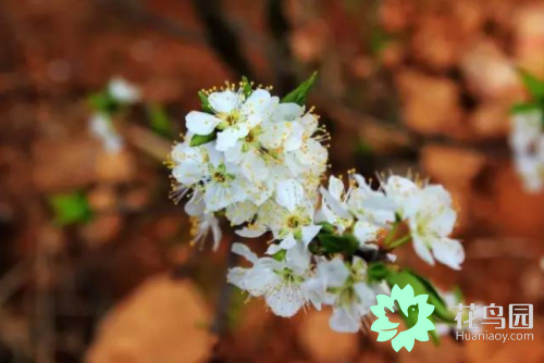 无性生殖的植物，植物无性生殖的方式有哪些（不开花的植物是如何繁衍后代的）