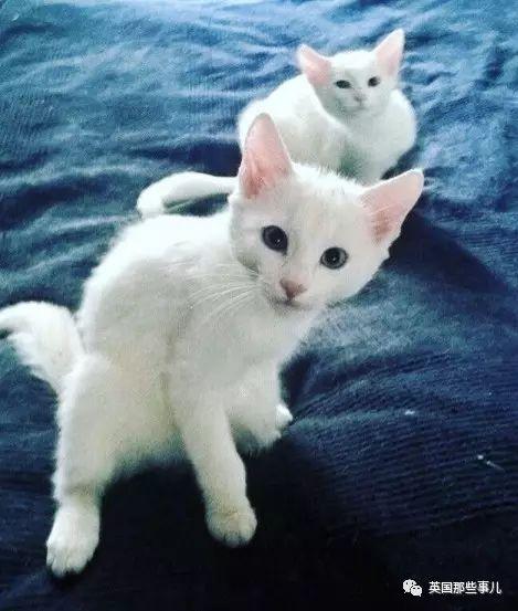 Addiction微信昵称（上瘾）网名，Addiction微信昵称（上瘾）微信昵称（一眼阳光一眼海洋……这对超美超仙的白猫双胞胎）