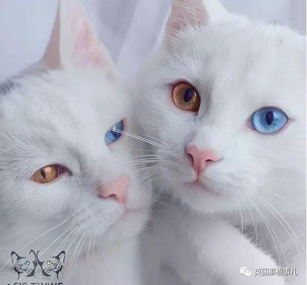 Addiction微信昵称（上瘾）网名，Addiction微信昵称（上瘾）微信昵称（一眼阳光一眼海洋……这对超美超仙的白猫双胞胎）