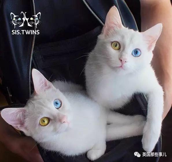 Addiction微信昵称（上瘾）网名，Addiction微信昵称（上瘾）微信昵称（一眼阳光一眼海洋……这对超美超仙的白猫双胞胎）