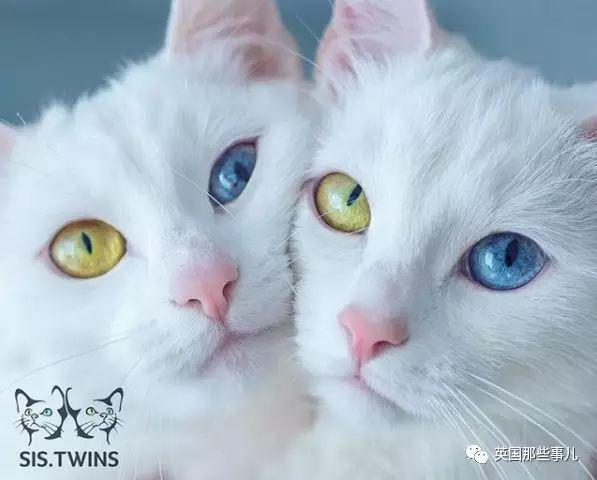 Addiction微信昵称（上瘾）网名，Addiction微信昵称（上瘾）微信昵称（一眼阳光一眼海洋……这对超美超仙的白猫双胞胎）