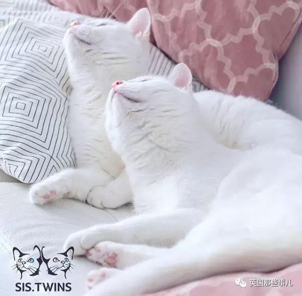 Addiction微信昵称（上瘾）网名，Addiction微信昵称（上瘾）微信昵称（一眼阳光一眼海洋……这对超美超仙的白猫双胞胎）