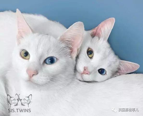 Addiction微信昵称（上瘾）网名，Addiction微信昵称（上瘾）微信昵称（一眼阳光一眼海洋……这对超美超仙的白猫双胞胎）