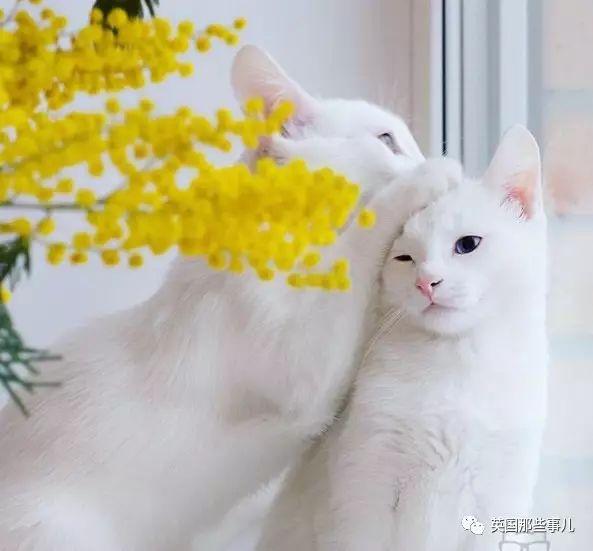 Addiction微信昵称（上瘾）网名，Addiction微信昵称（上瘾）微信昵称（一眼阳光一眼海洋……这对超美超仙的白猫双胞胎）