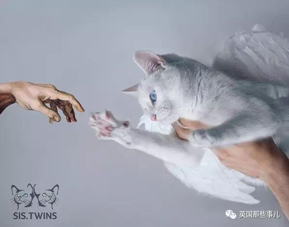 Addiction微信昵称（上瘾）网名，Addiction微信昵称（上瘾）微信昵称（一眼阳光一眼海洋……这对超美超仙的白猫双胞胎）