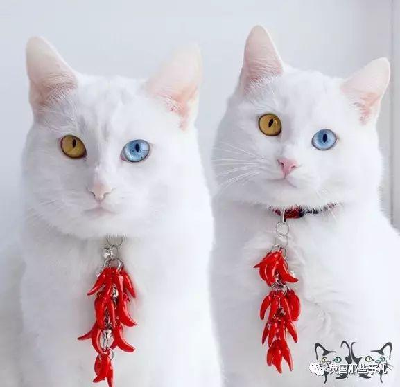 Addiction微信昵称（上瘾）网名，Addiction微信昵称（上瘾）微信昵称（一眼阳光一眼海洋……这对超美超仙的白猫双胞胎）