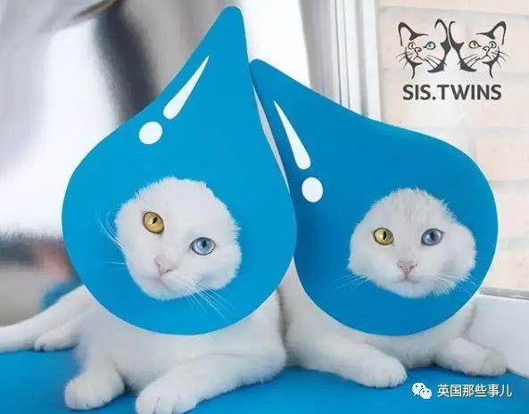 Addiction微信昵称（上瘾）网名，Addiction微信昵称（上瘾）微信昵称（一眼阳光一眼海洋……这对超美超仙的白猫双胞胎）