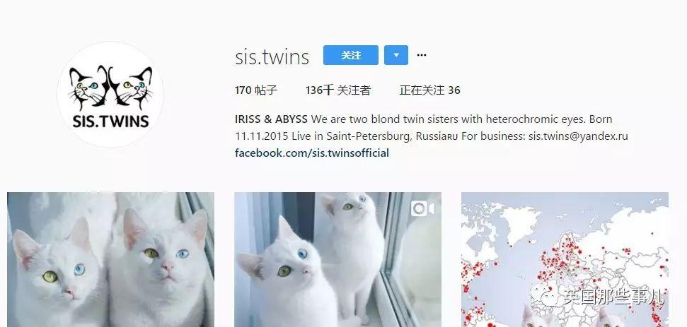 Addiction微信昵称（上瘾）网名，Addiction微信昵称（上瘾）微信昵称（一眼阳光一眼海洋……这对超美超仙的白猫双胞胎）